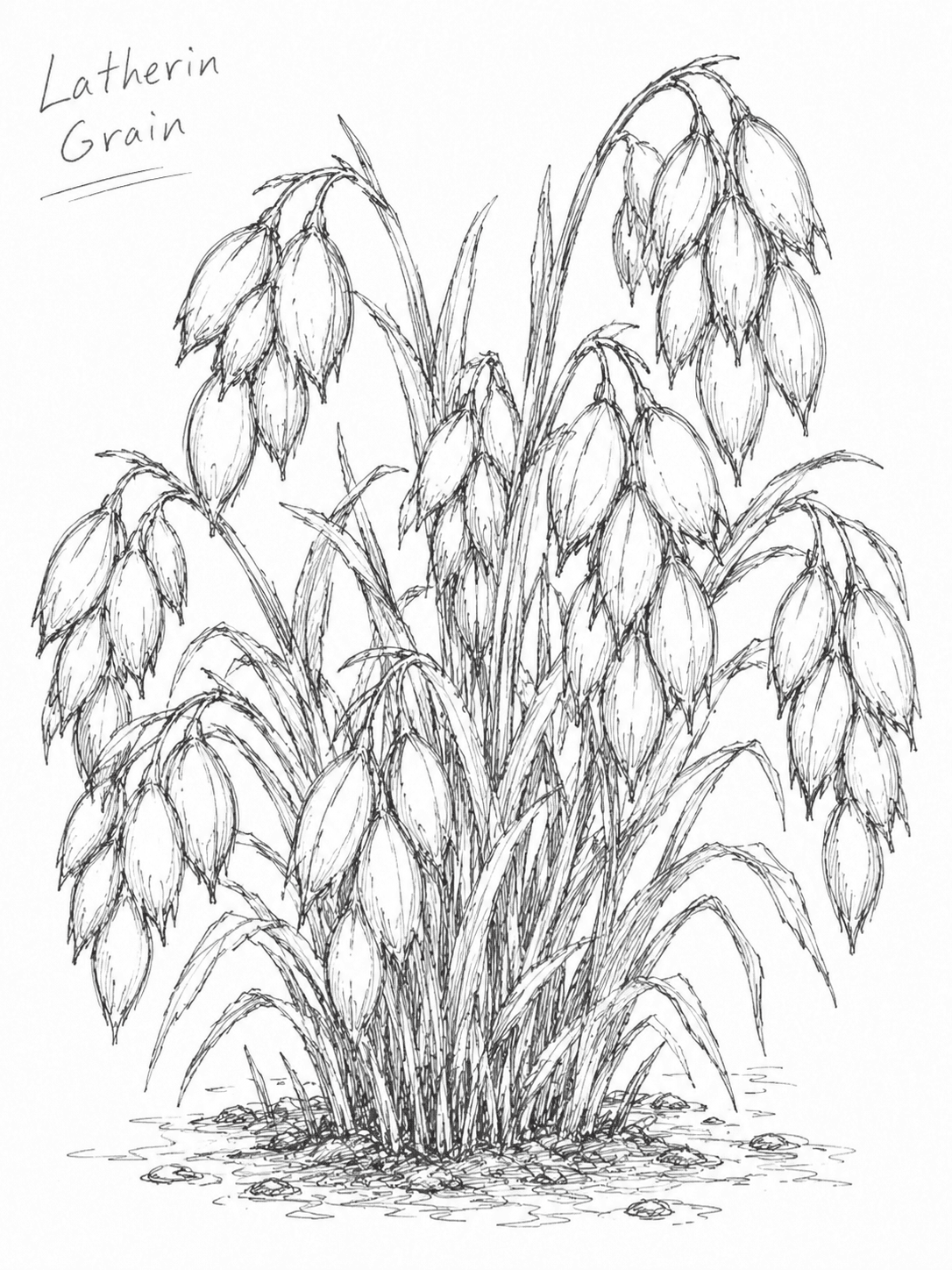 Joshua’s botanical pencil sketch titled Latherin Grain